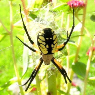 Yellow Garden Spider spinning web in the garden - keep your garden clear of spiders with City Termite & Pest Control in Malvern, AR