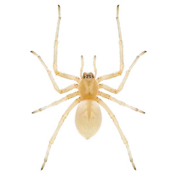 Close up of a yellow sac spider - Spider control services with City Termite & Pest Control in Malvern, AR