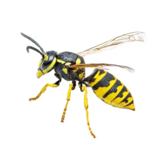 Yellow jacket against a white background - Keep yellowjackets away from your home with City Termite & Pest Control in Malvern, AR